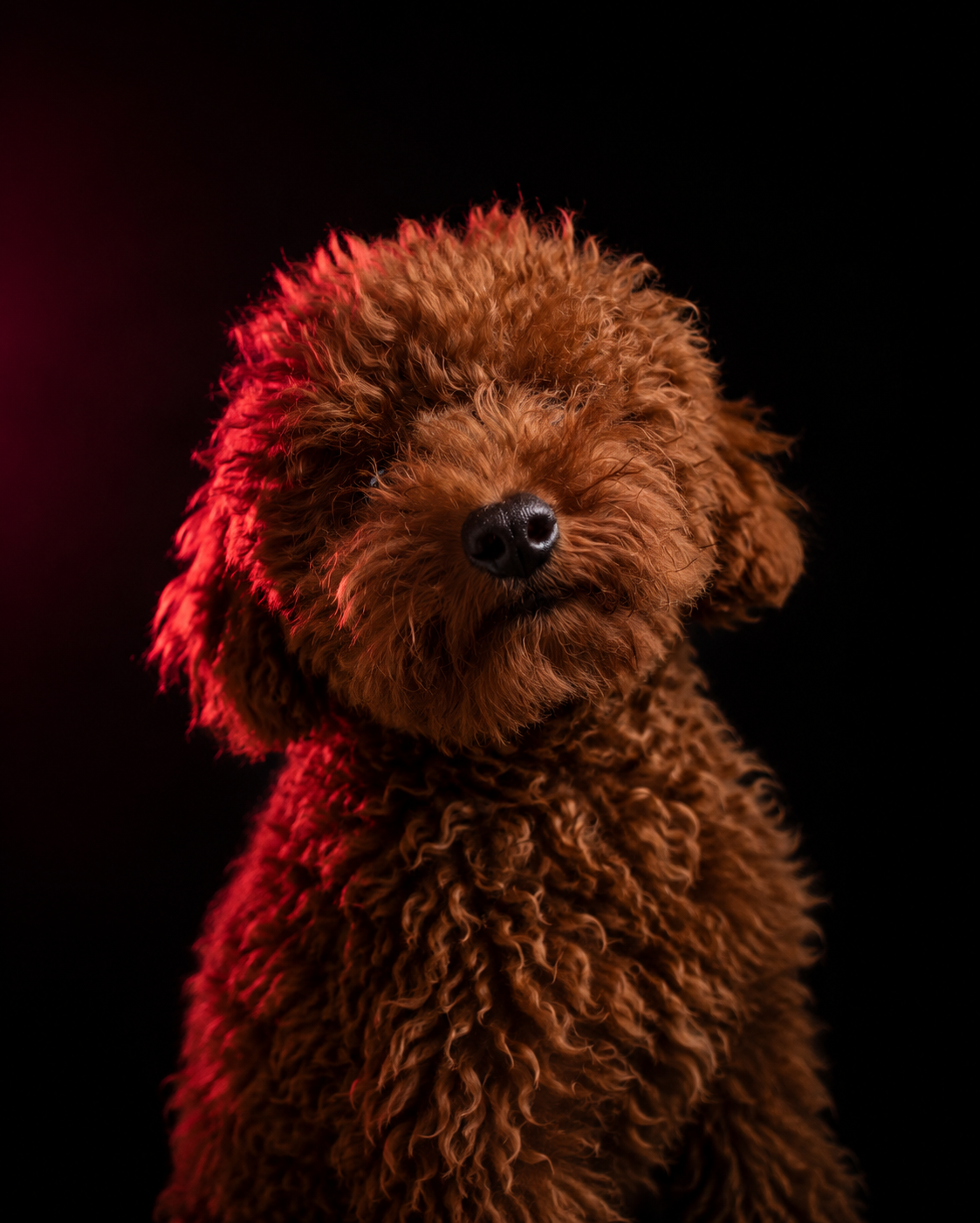 Nugget, Fur-End Developer at uncmn